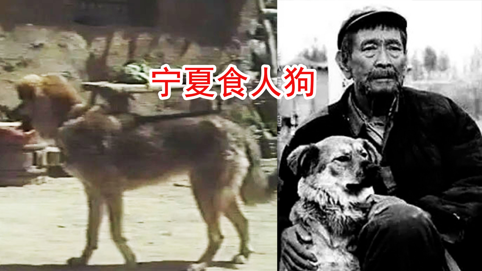 宁夏食人狗事件,主人行凶后将尸体喂狗